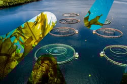 Kombinasjon av to bilder i dubinsform. Det ene bilder viser tang i havet og det andre ett oppdrettsanlegg