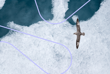 Bilde fra arktis som viser en fugl som flyr over isflak