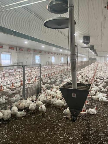 et fjøs fullt av kyllinger